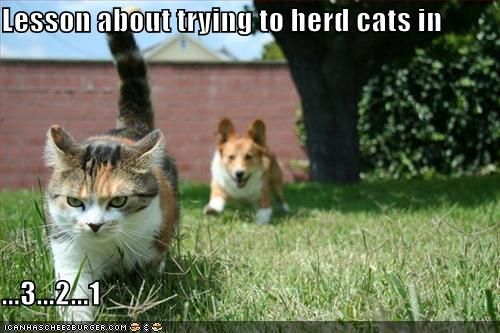 cat dog on cat herder's day