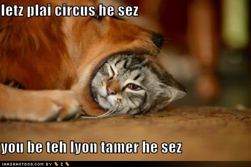 funny-dog-pictures-dog-and-cat-play-circus